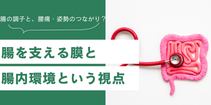 腸内環境と筋膜